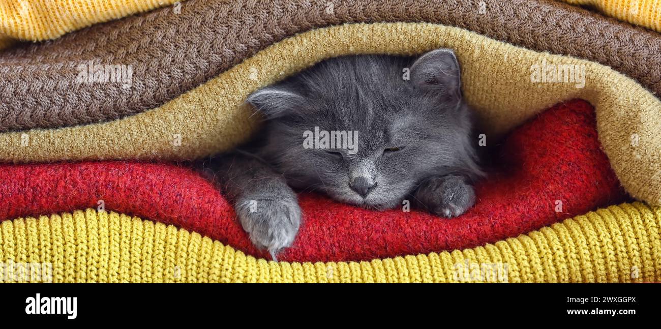 Cute cat lying under warm plaids Stock Photo