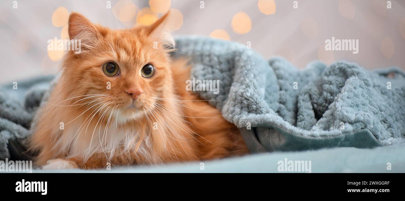 Cute cat lying under warm plaid at home Stock Photo