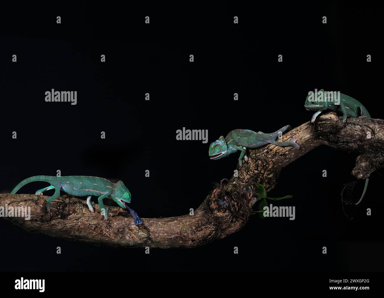 A closeup of veiled chameleons perched on a branch Stock Photo