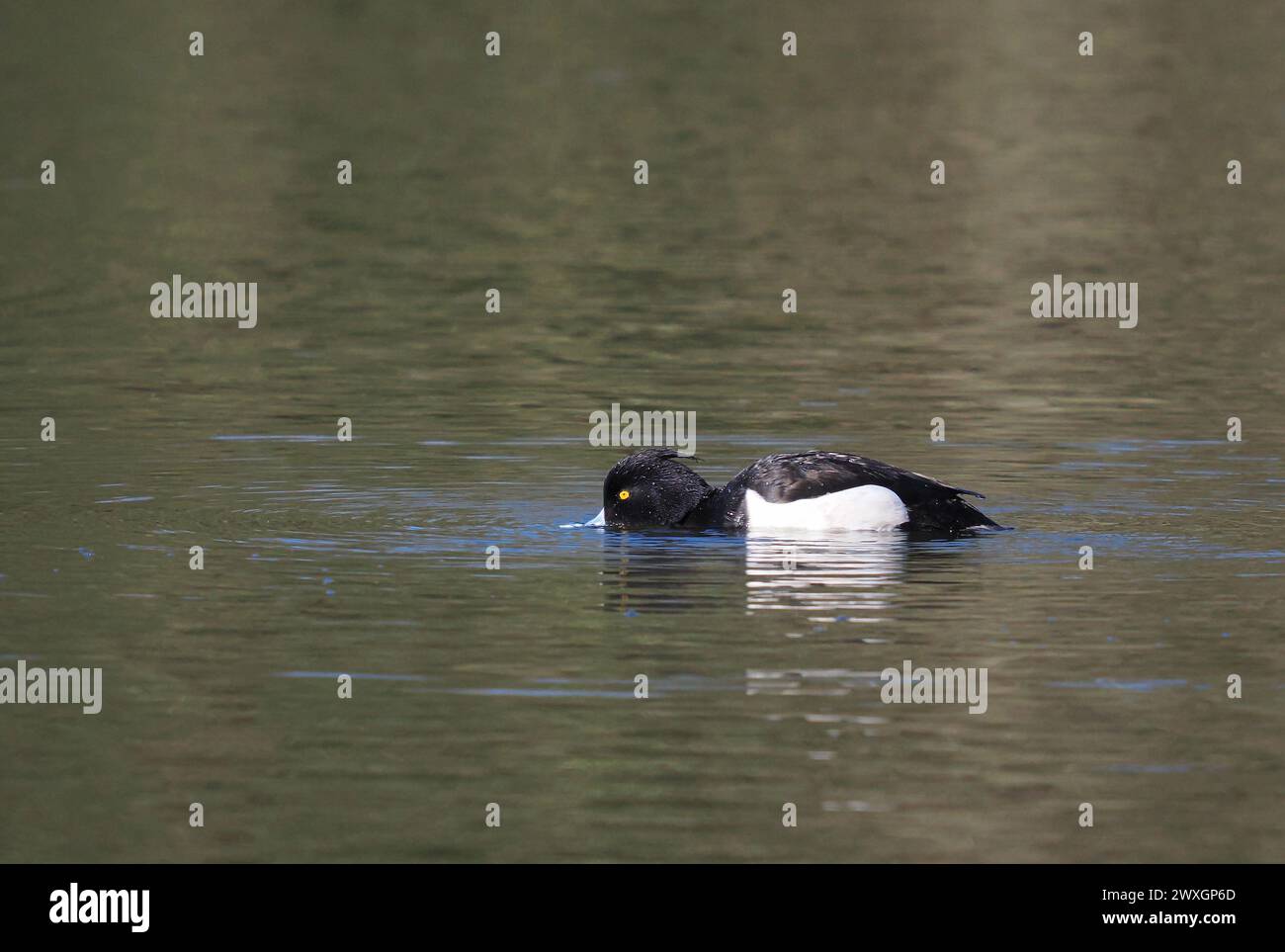 Tufted duck on a lake which they spend the Winter months on prior to migrating to breed. Stock Photo