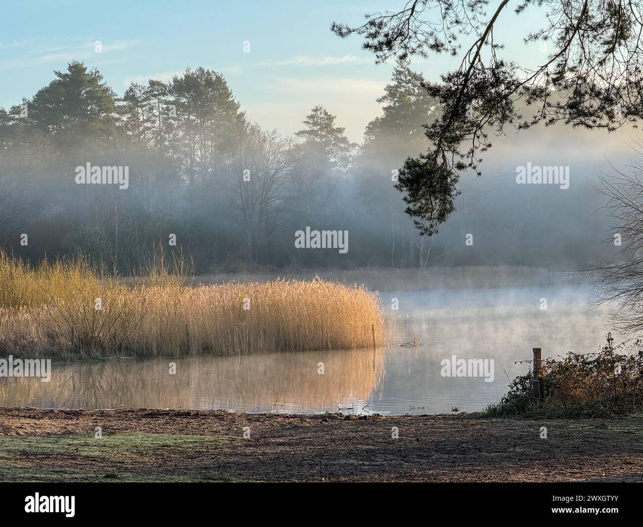 Frensham Little Pond, Farnham. 31st March 2024. A foggy start to the day for the Home Counties as temperatures dropped to 2 degrees Celsius overnight. Foggy conditions at Frensham Little Pond, near Farnham, in Surrey. Credit: james jagger/Alamy Live News Stock Photo