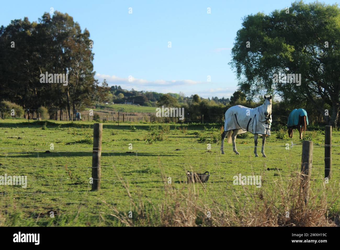 Two horses wearing horse blankets (another far in the background) Grazing in a lush green paddock in New Zealand Stock Photo