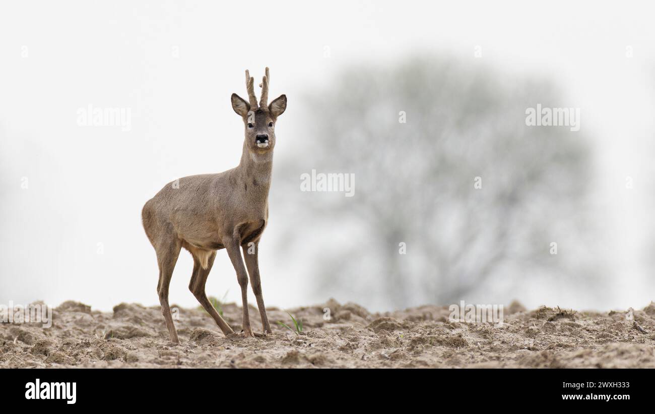 Roe deer , Capreolus capreolus walking , with regrowing antlers Stock Photo