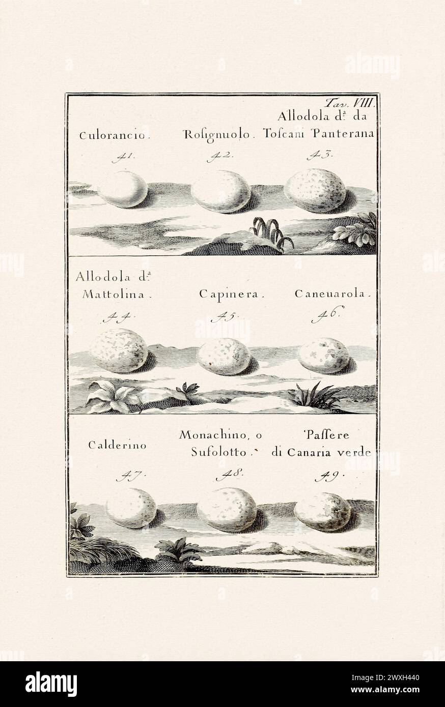 Bird Eggs Illustration: A delicate ornithological ink drawing describing the eggs of different bird species. This is an old illustration from an Itali Stock Photo