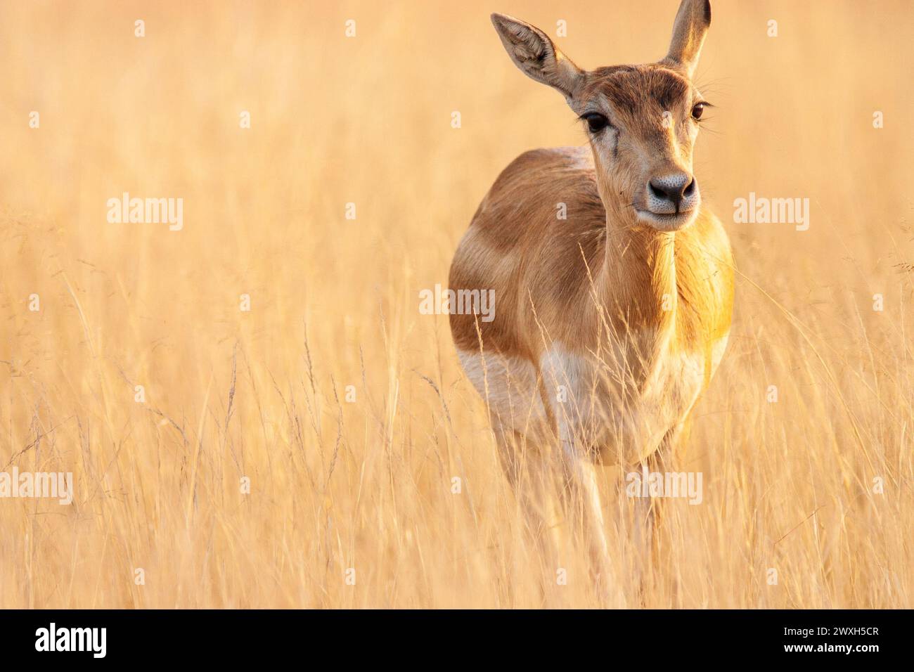 Blackbuck (Antilope cervicapre) in Tal Chhapar Sanctuary, Rajasthan, India Stock Photo