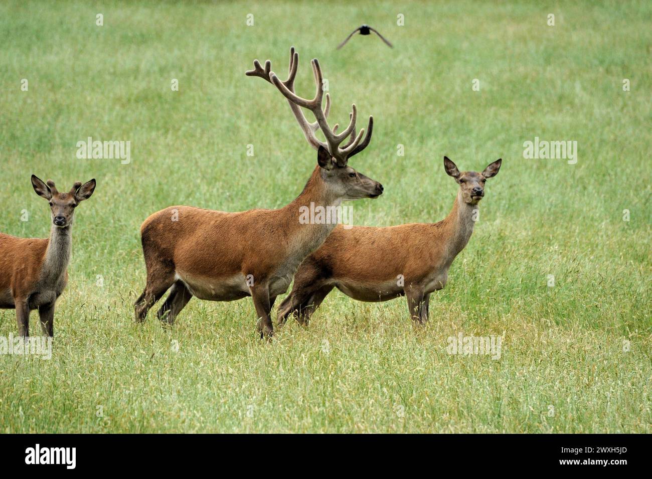 Rothhirsche im Frühjahr Rothirsche im Frühjahr Rothirsch *** Red deer in spring Red deer in spring Red deer Stock Photo