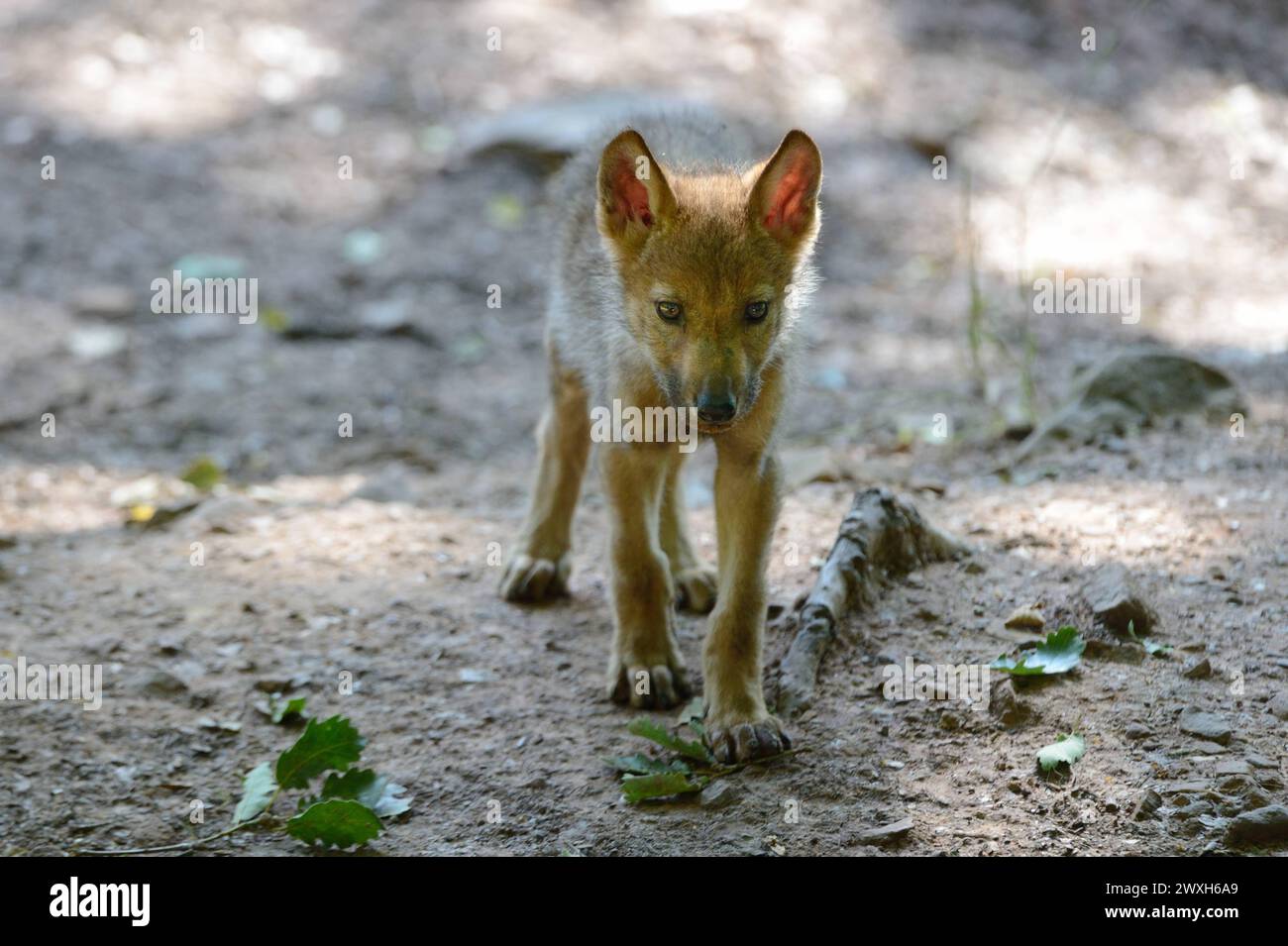 Wolves in summer hi-res stock photography and images - Alamy Wolves in summer hi-res stock photography and images - Alamy