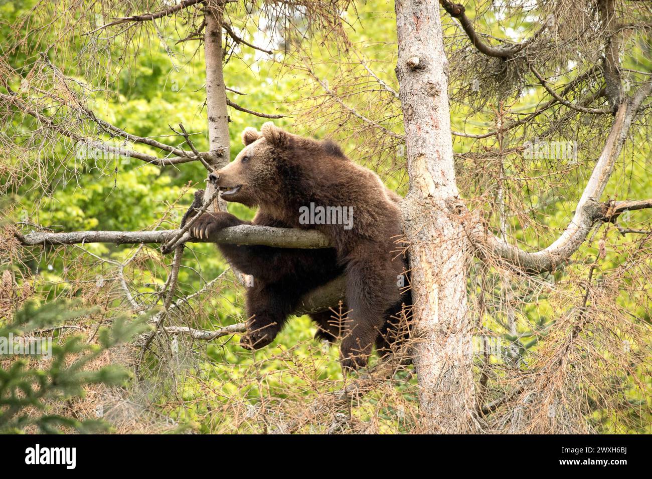 Bär im Frühjahr Braunbär Braunbär im Frühjahr *** Bear in spring Brown ...
