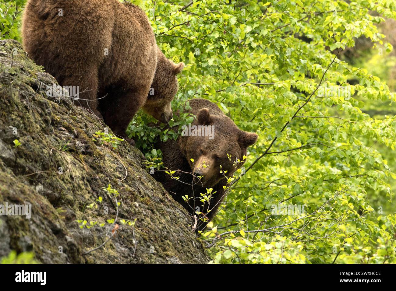 Bär im Frühjahr Braunbär Braunbär im Frühjahr *** Bear in spring Brown ...
