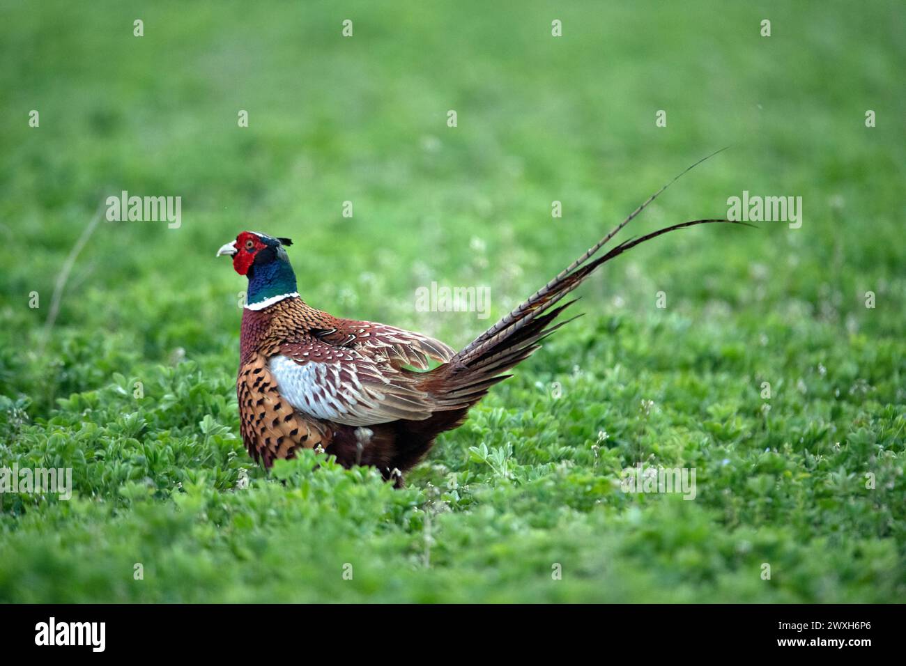 Fasan, Jagdfasan Fasan, Jagdfasan Fasan Balzzeit *** Pheasant, hunting ...