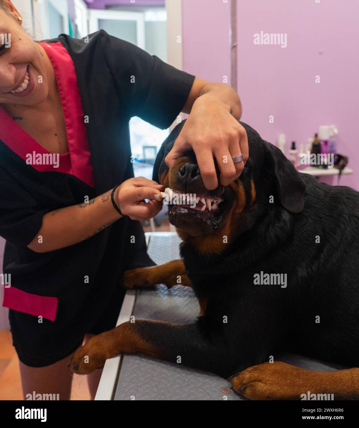 Canine groomer brushing the teeth of a rottweiler Stock Photo Alamy