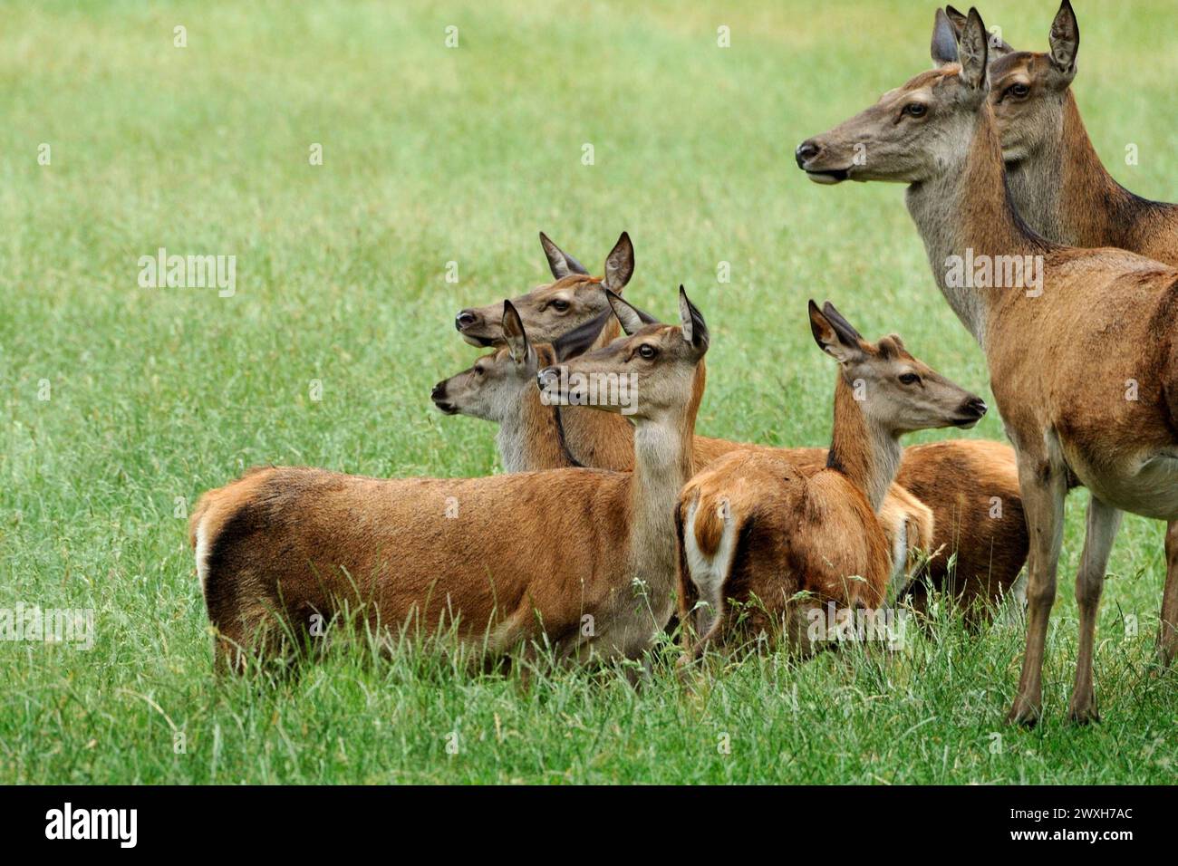 Rothhirsche im Frühjahr Rothirsche im Frühjahr Rothirsch *** Red deer in spring Red deer in spring Red deer Stock Photo