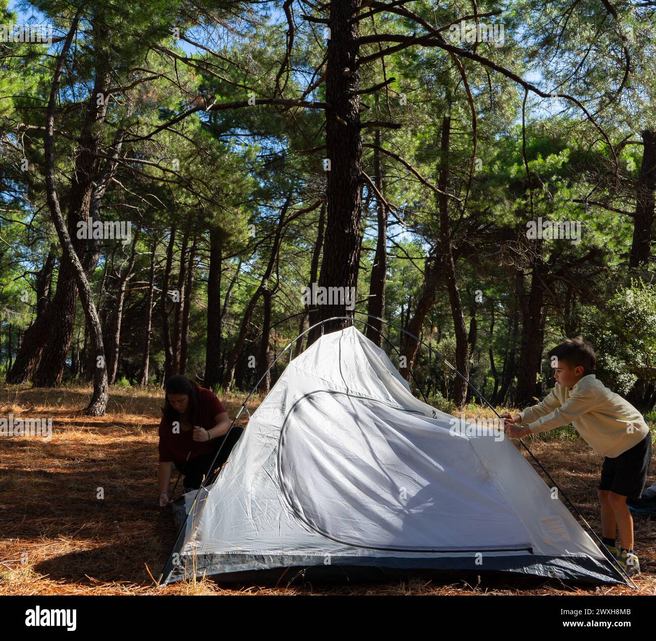 Mother and son pitching a tent in the forest Stock Photo - Alamy