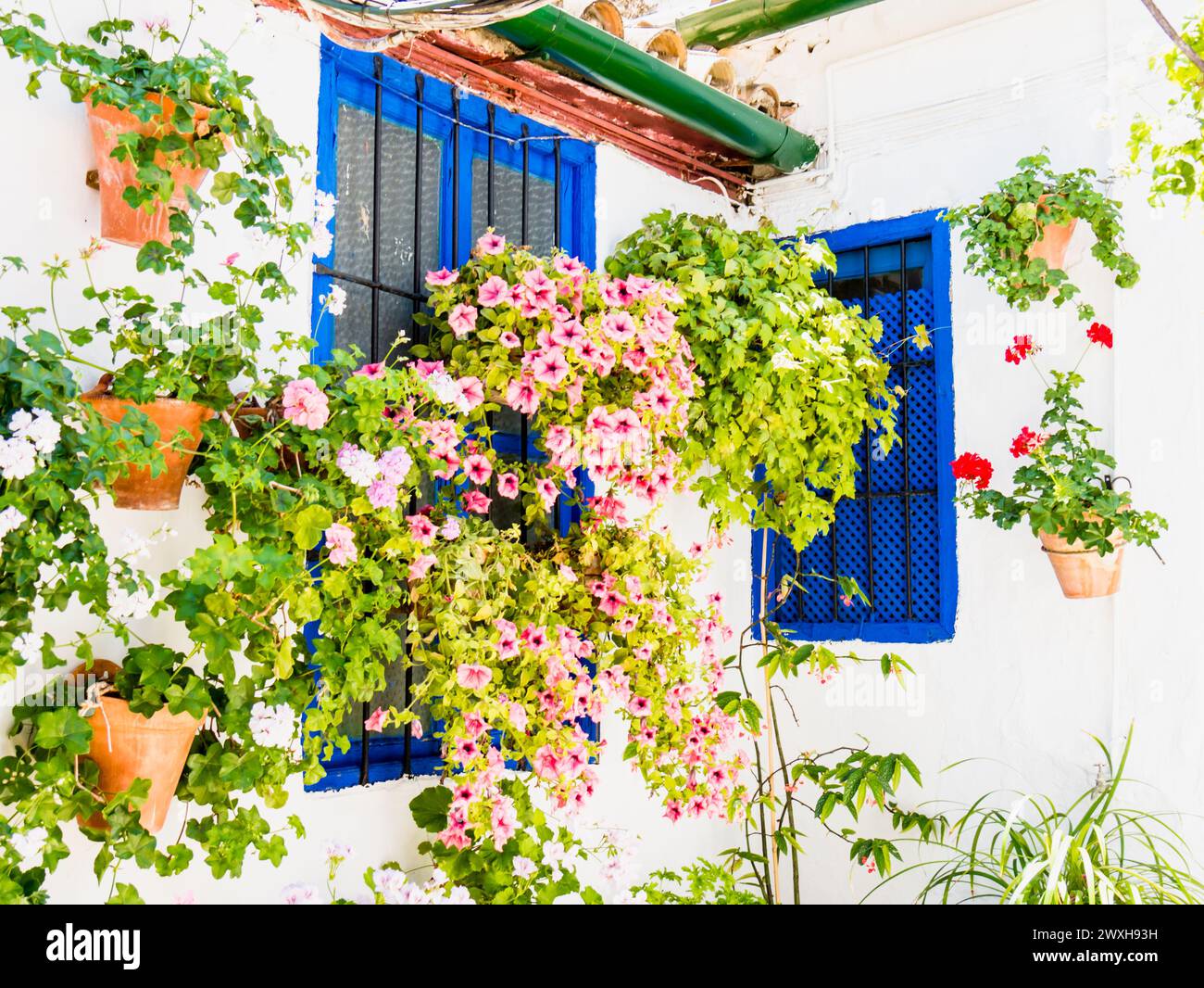 Lush greenery and colorful flowers cascade from a white house Stock ...