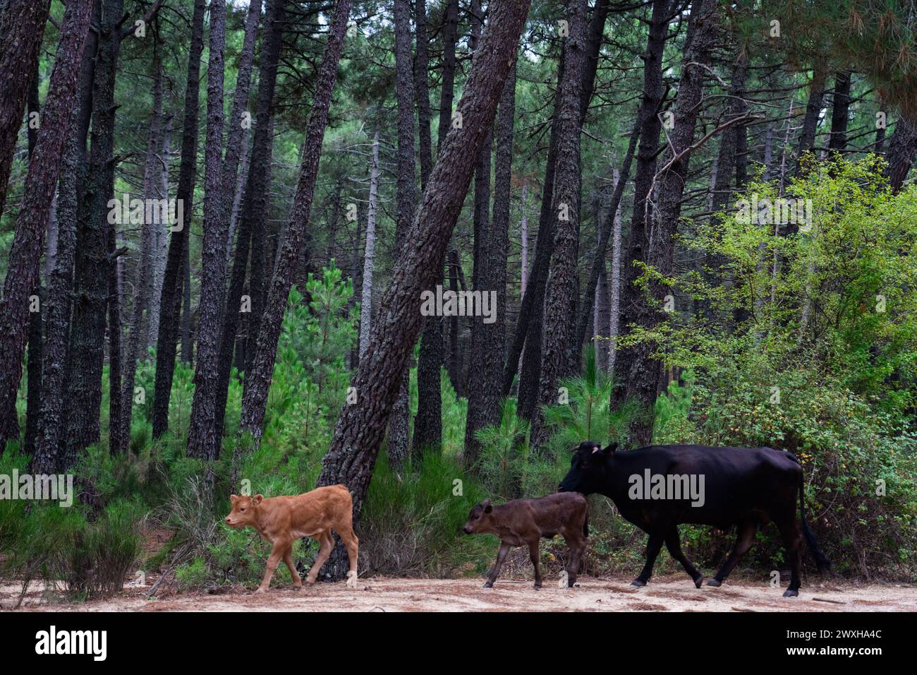 Cow with two calves walking through the forest Stock Photo - Alamy