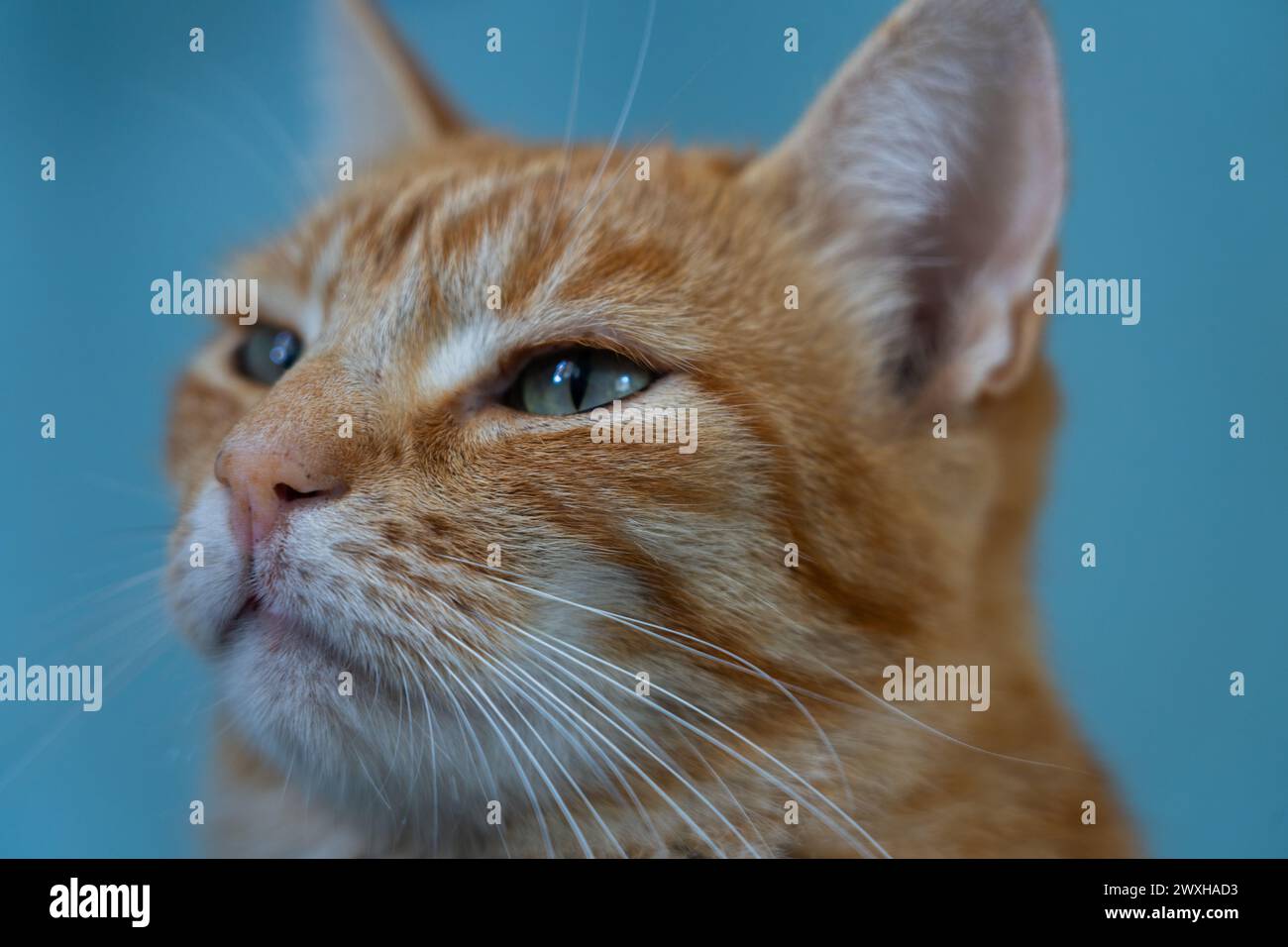 Close-up of a tabby cat with blue background Stock Photo