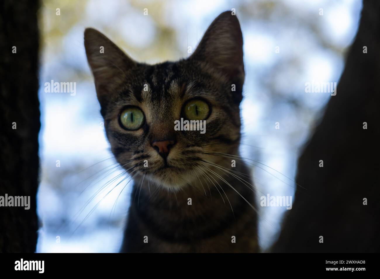 Cat looking intently with big eyes Stock Photo