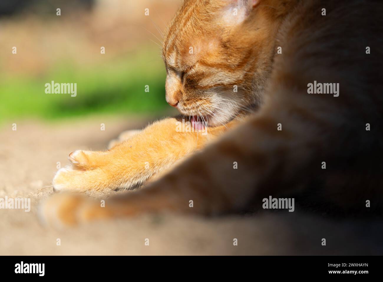 Tabby cat washing with its tongue Stock Photo
