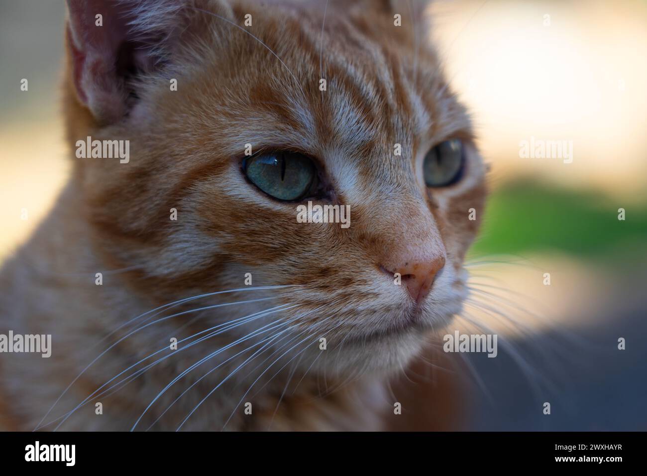 Close-up of a tabby cat Stock Photo