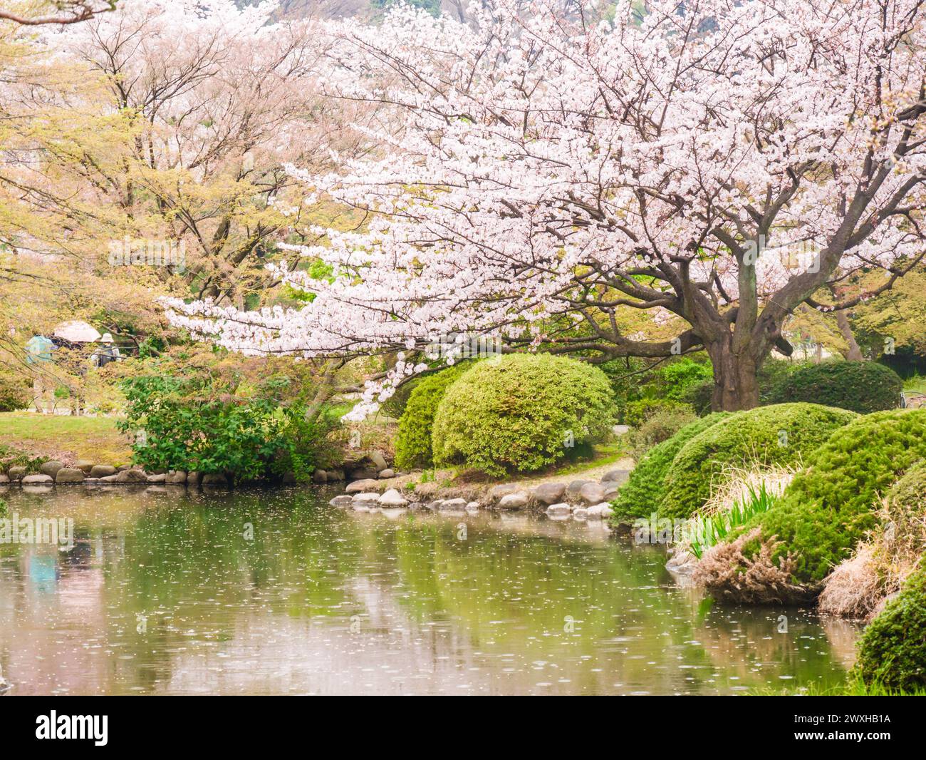 Beautiful park with lush trees and colorful flowers Stock Photo - Alamy