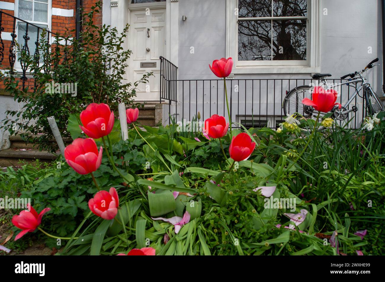 Westminster, London, UK. 26th March, 2024. Tulips outside a terraced house in Westminster, London. Property prices are reported to be rising again. Credit: Maureen McLean/Alamy Stock Photo