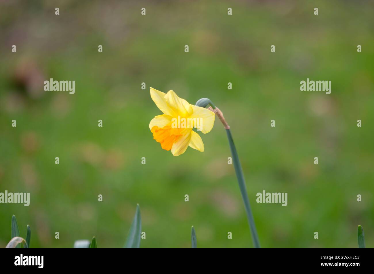 Close Up Of A Narcissus Flower At Amsterdam The Netherlands 19-3-2024 Stock Photo