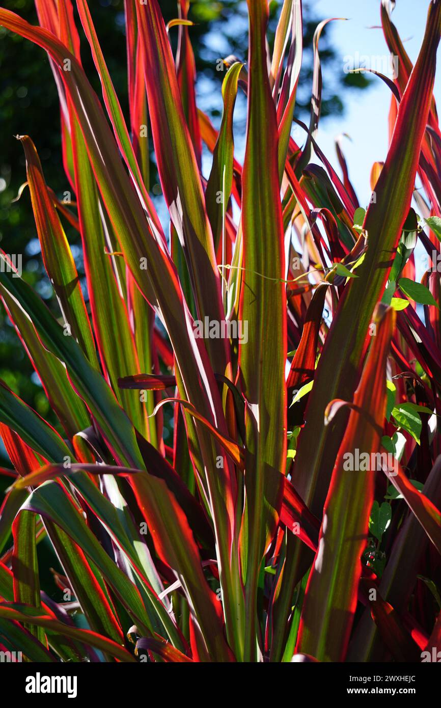 Phormium Guardsman (New Zealand Flax, Hemp, Flax Lily) plant. It can ...