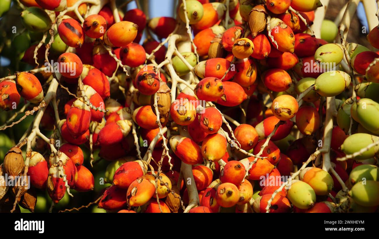 The fruit of Roystonea regia (Also called Cuban royal palm, Florida royal palm). The seed is used as a source of oil and for livestock feed. Stock Photo