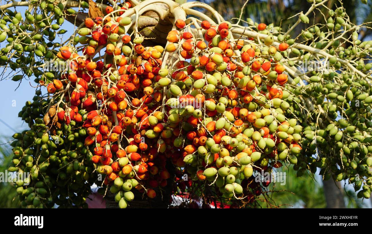 The fruit of Roystonea regia (Also called Cuban royal palm, Florida royal palm). The seed is used as a source of oil and for livestock feed. Stock Photo
