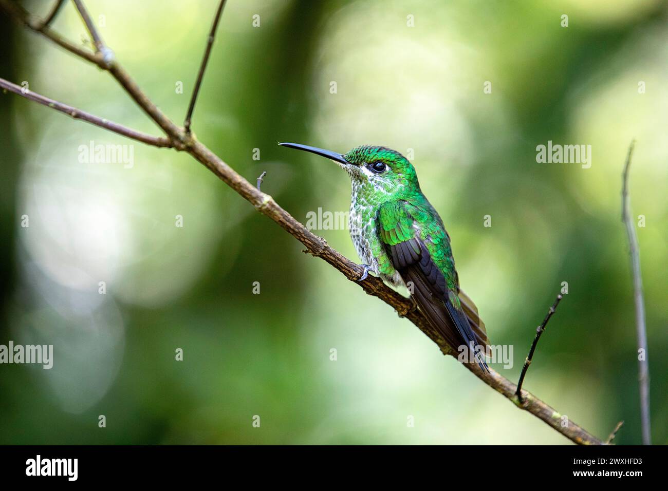 Beautiful adult female of a Green - crowned brilliant hummingbird (Heliodoxa jacula) sitting on a branch in a cloud forest of Monteverde, Costa rica Stock Photo