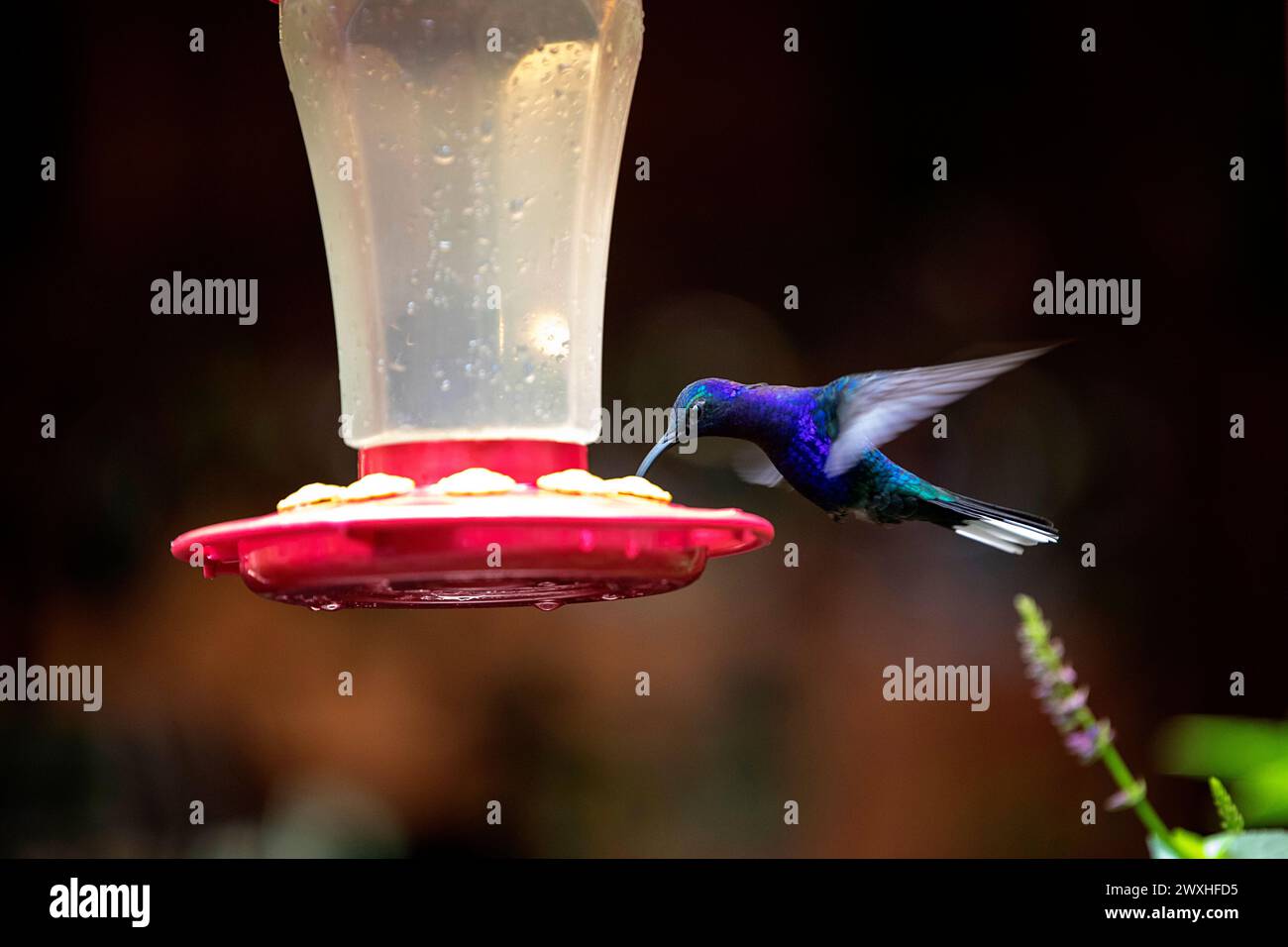 Violet Sabrewing hummingbird (Campylopterus hemileucurus) in motion, flying while feeding on feeder, tropical forest of Costa rica Stock Photo