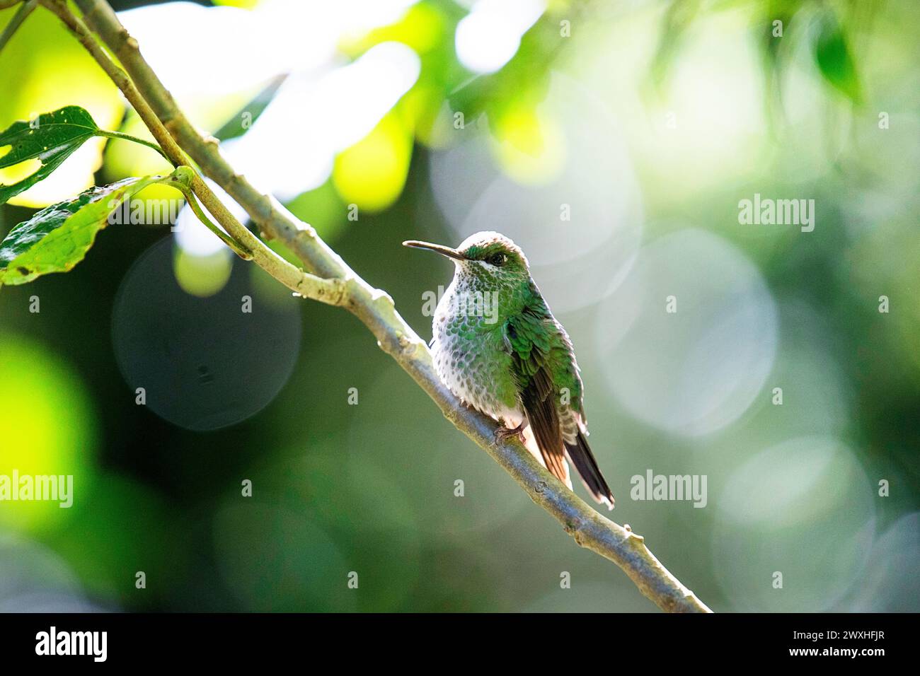 Beautiful adult female of a Green - crowned brilliant hummingbird (Heliodoxa jacula) sitting on a branch in a cloud forest of Monteverde, Costa rica Stock Photo