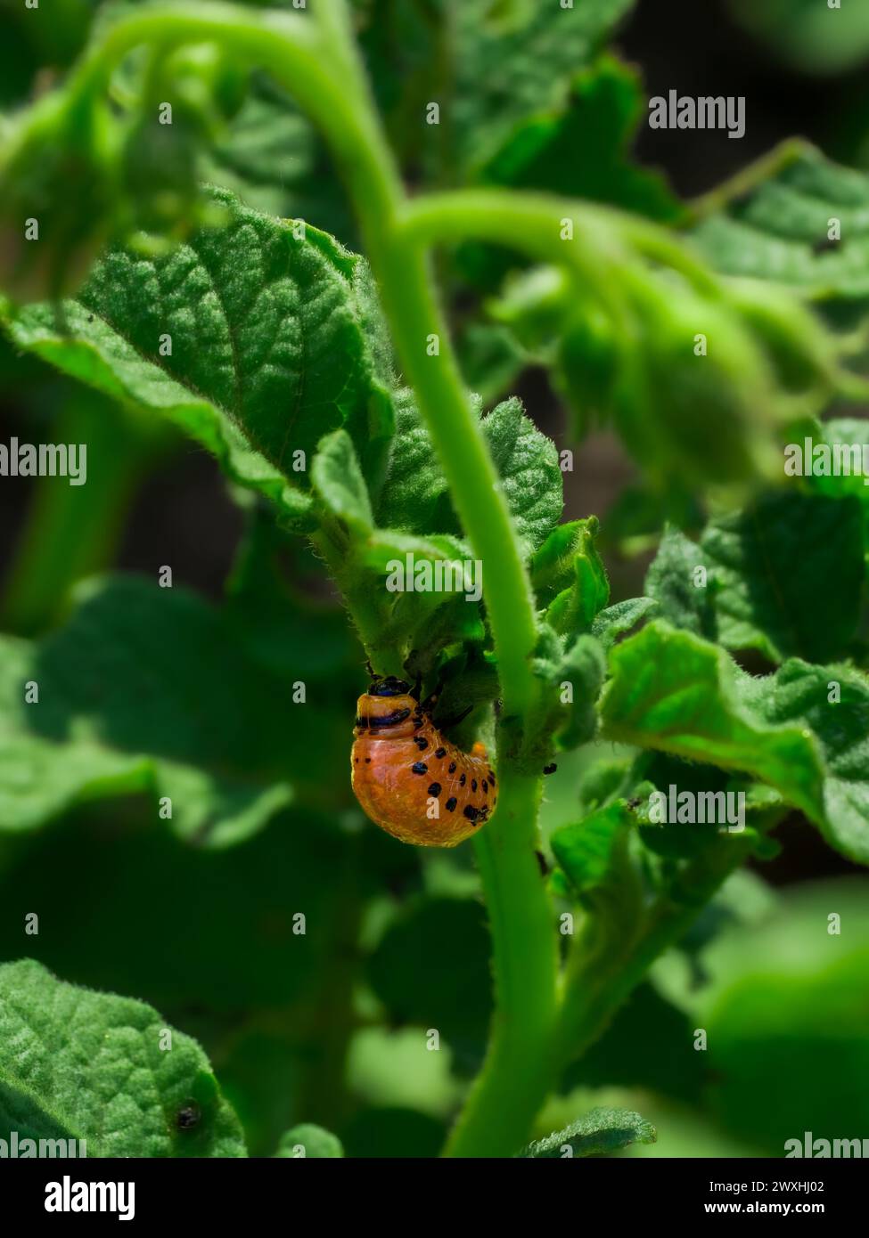 Bright green leaves surround a red, spotted caterpillar in natural light. Stock Photo