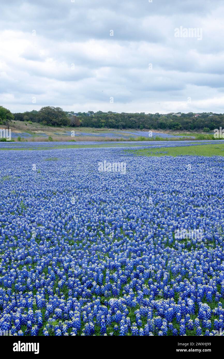 Field of at the Grelle Recreation Area in Spicewood, Texas