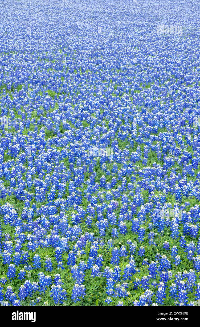 Muleshoe Bend, Spicewood, Texas, field of Stock Photo Alamy