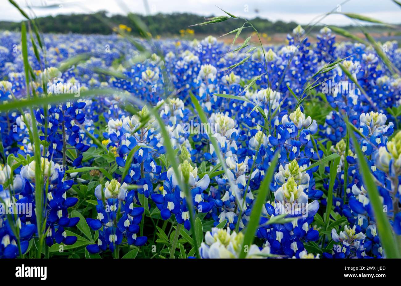 Muleshoe Bend, Spicewood, Texas, field of Stock Photo Alamy