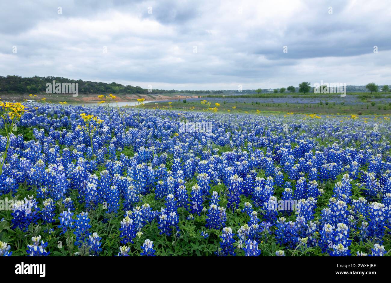 Muleshoe Bend, Spicewood, Texas, field of bluebonnets Stock Photo