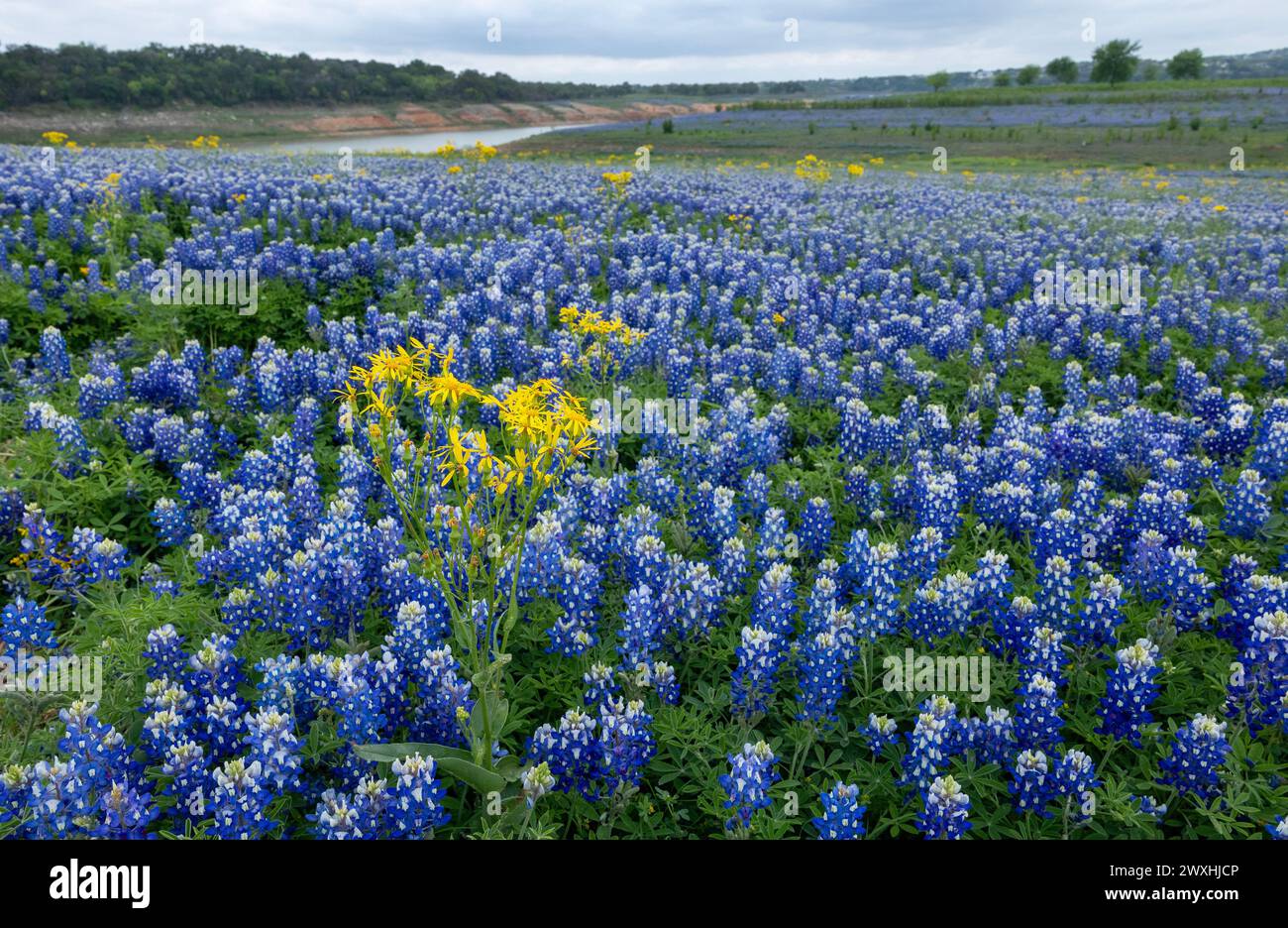 Muleshoe Bend, Spicewood, Texas, field of bluebonnets Stock Photo