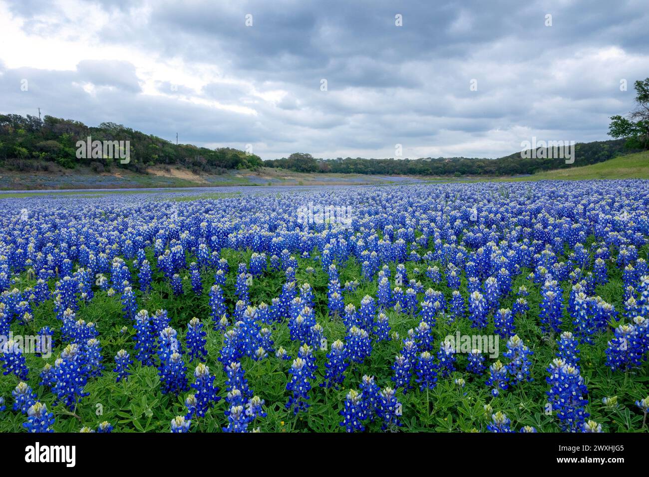 Field of at the Grelle Recreation Area in Spicewood, Texas