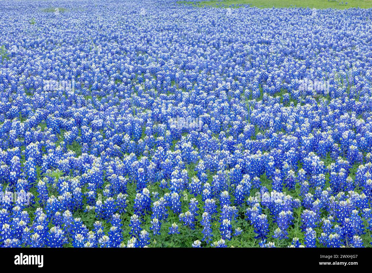 Muleshoe Bend, Spicewood, Texas, field of Stock Photo Alamy