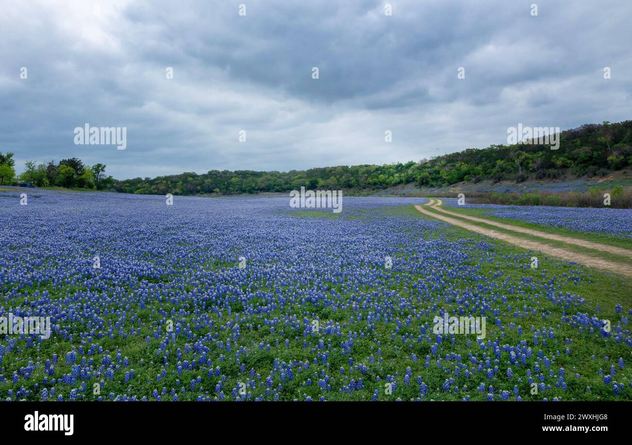 Field of at the Grelle Recreation Area in Spicewood, Texas