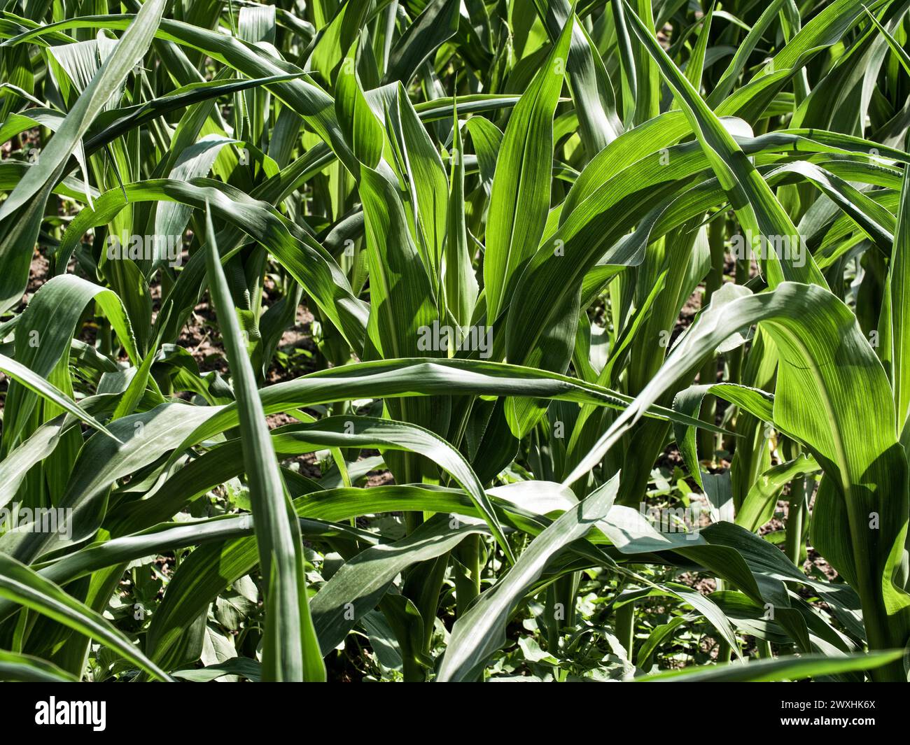 Healthy Corn Plants: A detailed view of corn plants’ green leaves under bright sunlight, indicating healthy growth. Stock Photo