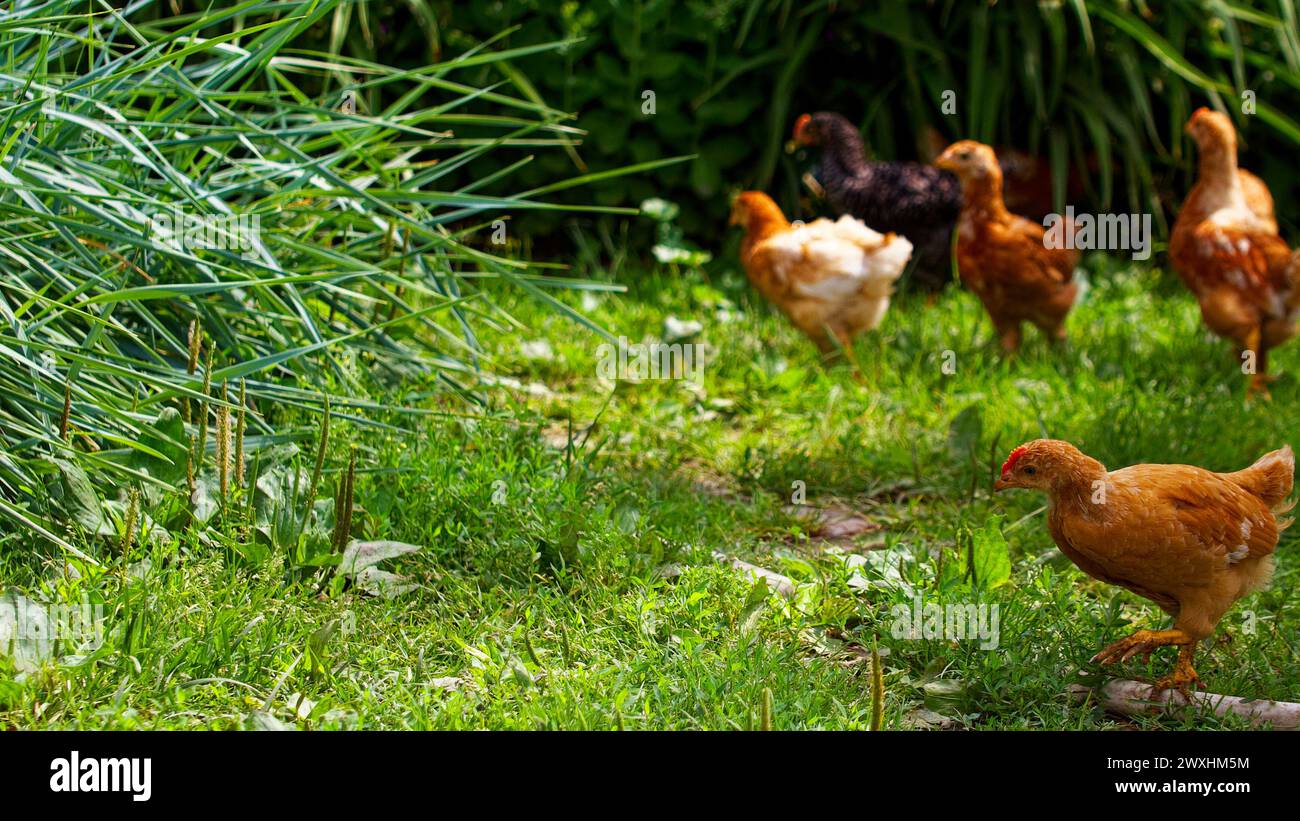 A group of chickens, showcasing diverse colors, foraging in a lush green garden with tall grasses and plants surrounding them. Stock Photo
