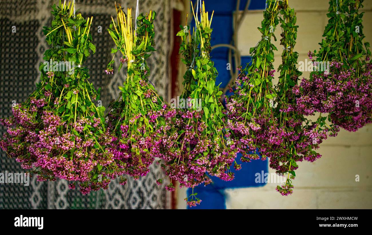 Bunches of purple flowers hang upside down, tied with string, showcasing a traditional method of drying flowers; a serene and natural atmosphere is ev Stock Photo