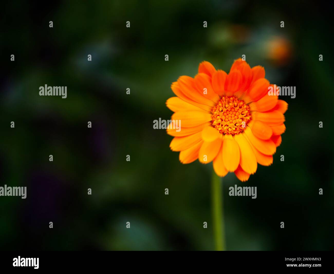 A vibrant yellow flower with numerous petals and a detailed, textured center is highlighted against a dark green background, exuding a mood of natural Stock Photo