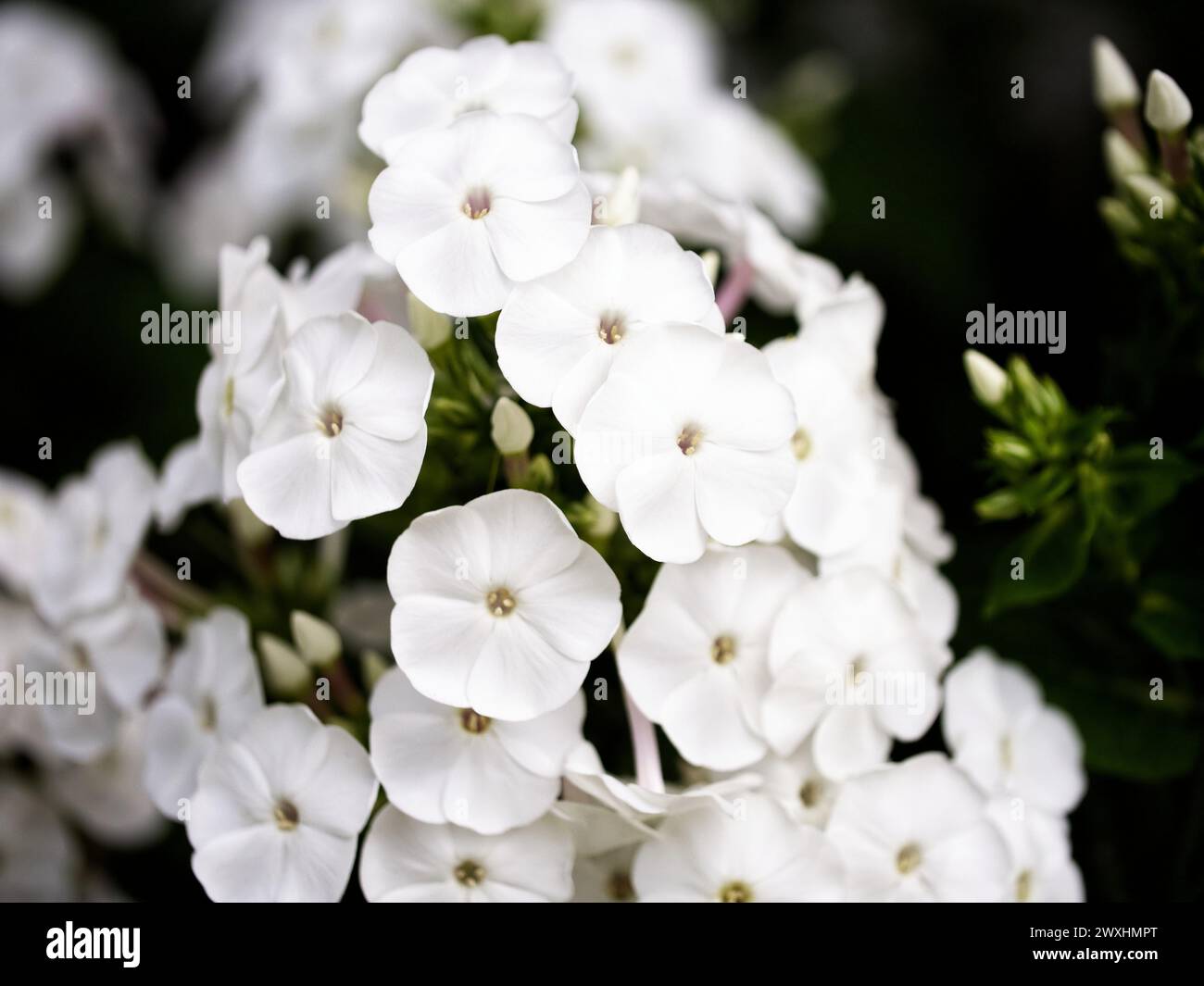 A cluster of pristine white flowers with delicate petals and prominent centers, surrounded by dark green foliage. Stock Photo