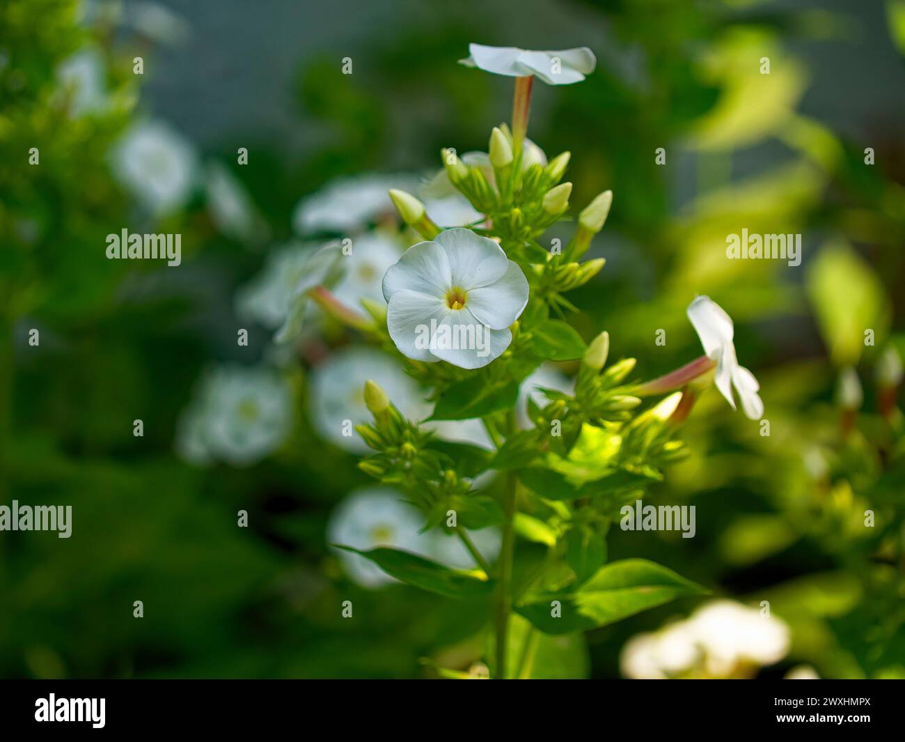 A close-up view of white flowers, their petals and centers in sharp focus against a backdrop of greenery. Stock Photo