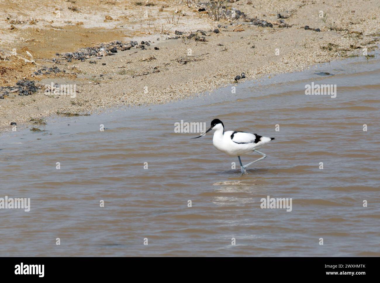 Pied avocet, Säbelschnäbler, Avocette élégante, Recurvirostra avosetta ...