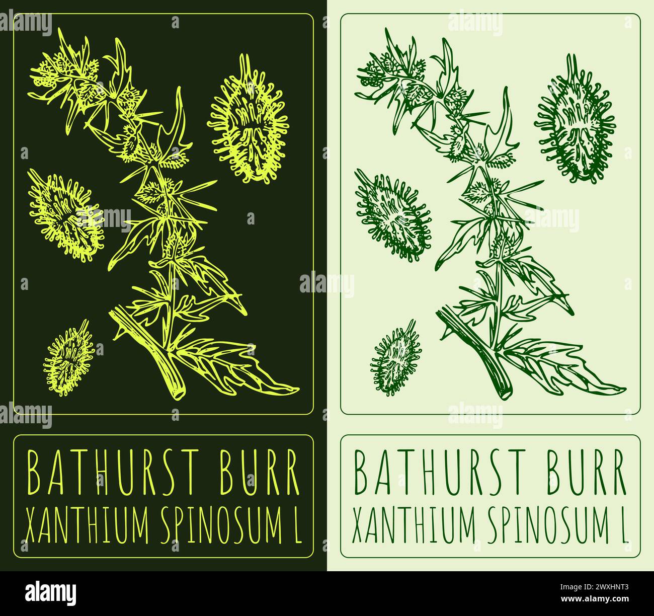 Vector drawing BATHURST BURR. Hand drawn illustration. The Latin name is XANTHIUM SPINOSUM L. Stock Vector