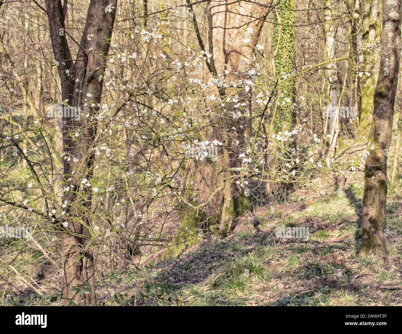 What Is Juxtaposition? | Definition & Examples - QuillBot